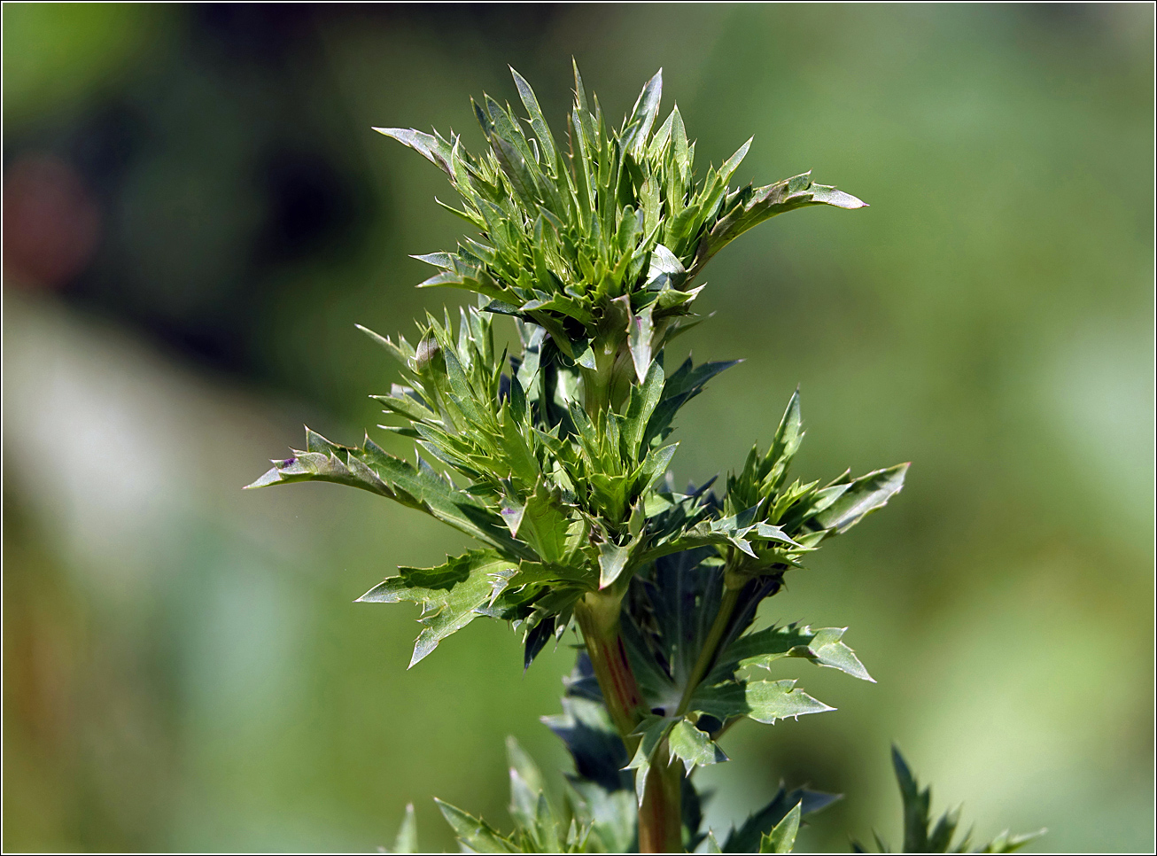 Изображение особи Eryngium planum.