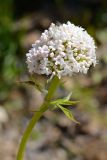 Valeriana colchica. Верхушка побега с соцветием с бутонами, цветками и мухой. Краснодарский край, Адлерский р-н, хр. Аибга, 2280 м н.у.м., обочина горнолыжной трассы. 29.07.2023.