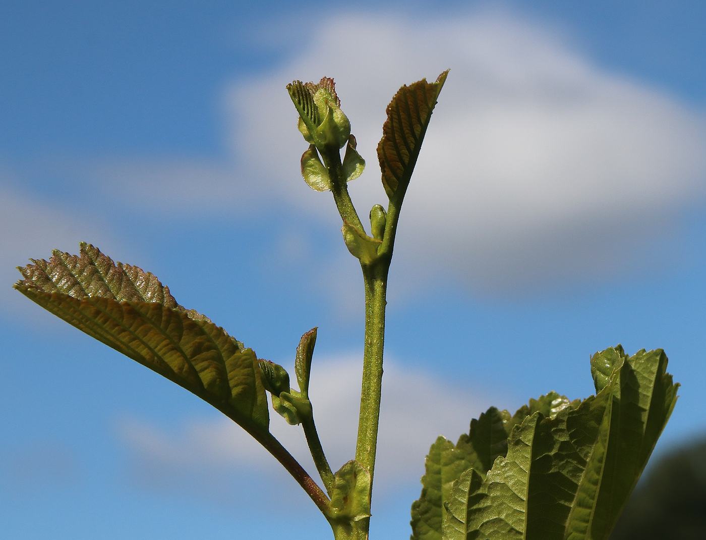 Image of Alnus glutinosa specimen.