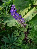 Lupinus polyphyllus. Верхушка цветущего растения (на заднем плане видны листья Petasites). Курильские о-ва, о-в Итуруп, г. Курильск, у дороги. 14.08.2023.