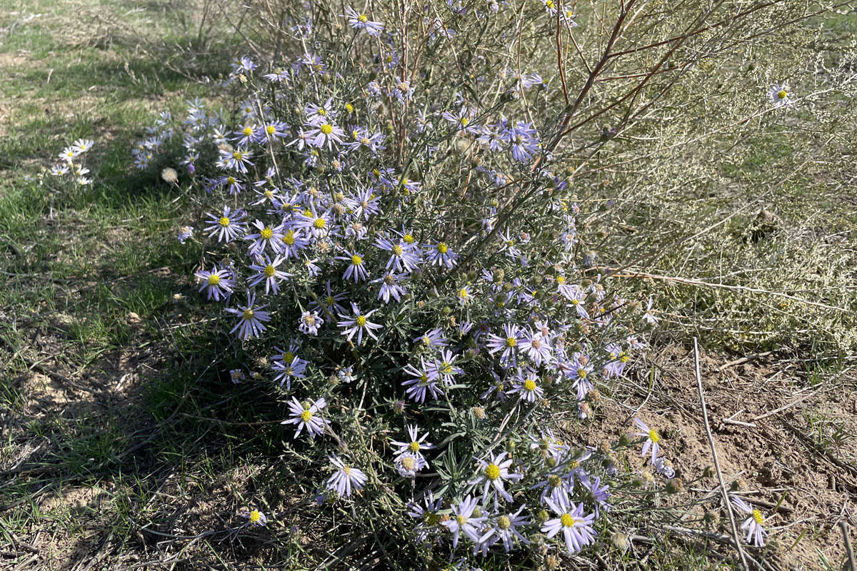 Изображение особи Heteropappus canescens.