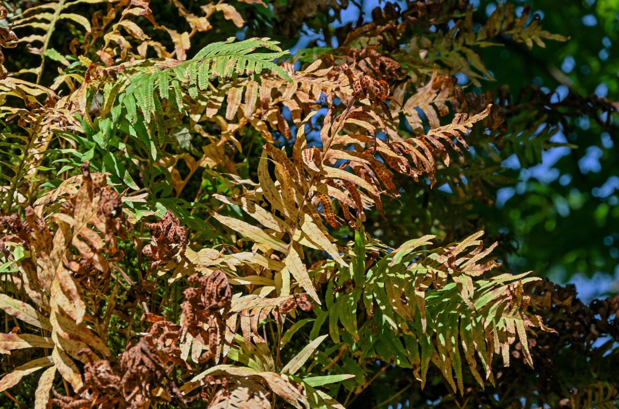 Изображение особи Polypodium cambricum.