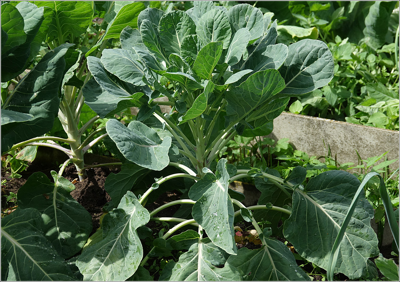 Image of Brassica oleracea var. gemmifera specimen.