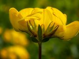 Lotus corniculatus