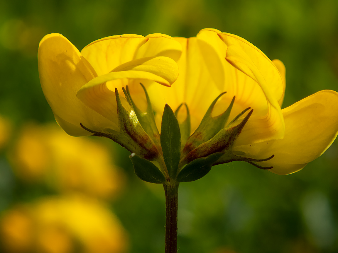 Image of Lotus corniculatus specimen.