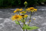 Telekia speciosa. Верхушки побегов с соцветиями. Северная Осетия, Алагирский р-н, Куртатинское ущелье, Кадаргаванский каньон, каменистый берег реки. 23.07.2022.