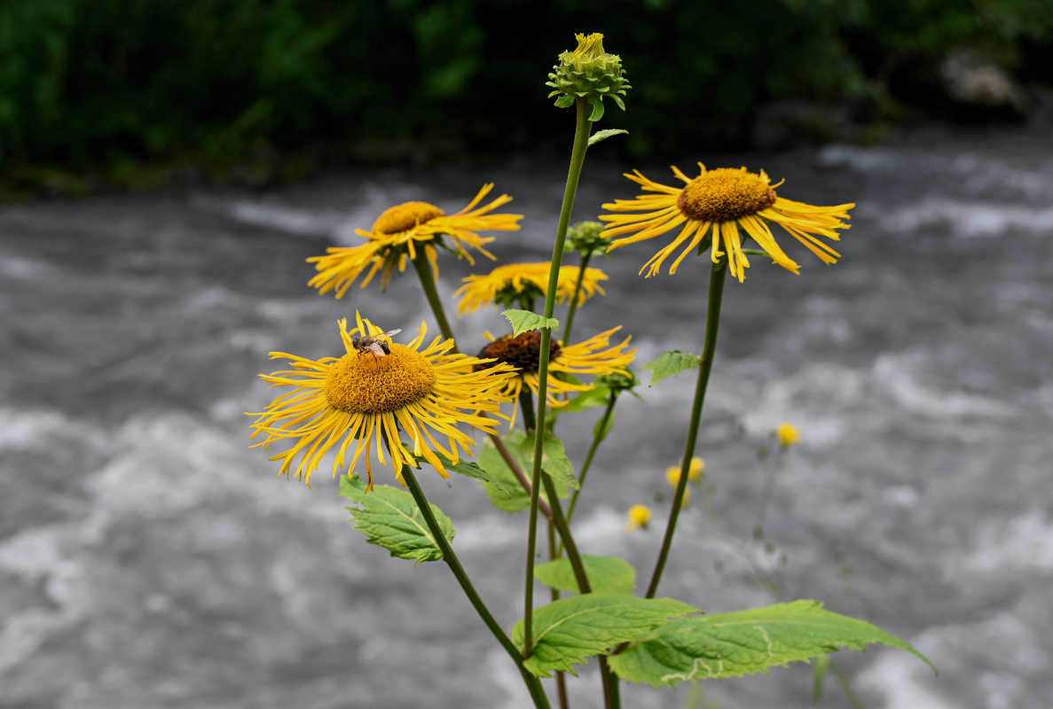 Image of Telekia speciosa specimen.