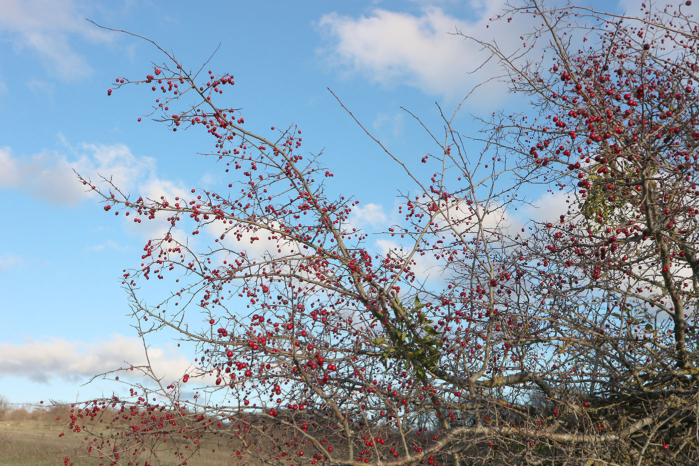 Изображение особи род Crataegus.