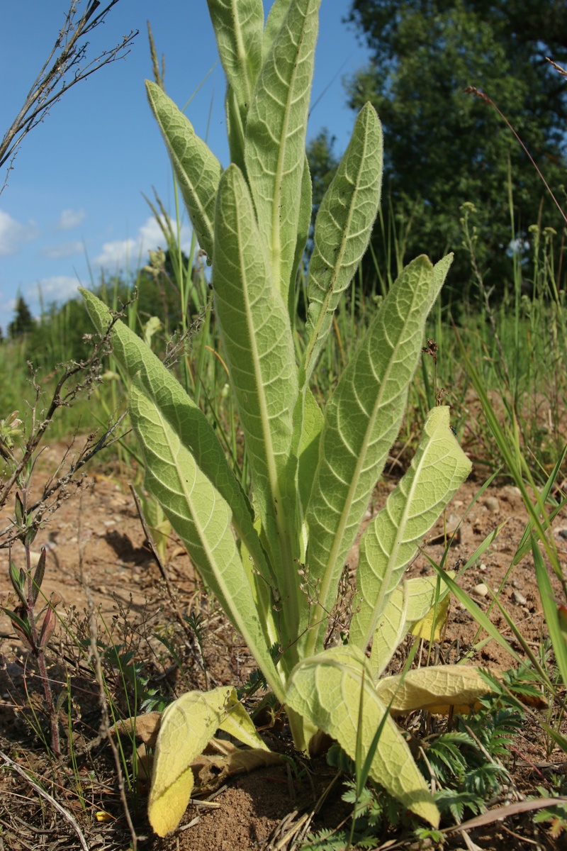 Image of Verbascum thapsus specimen.