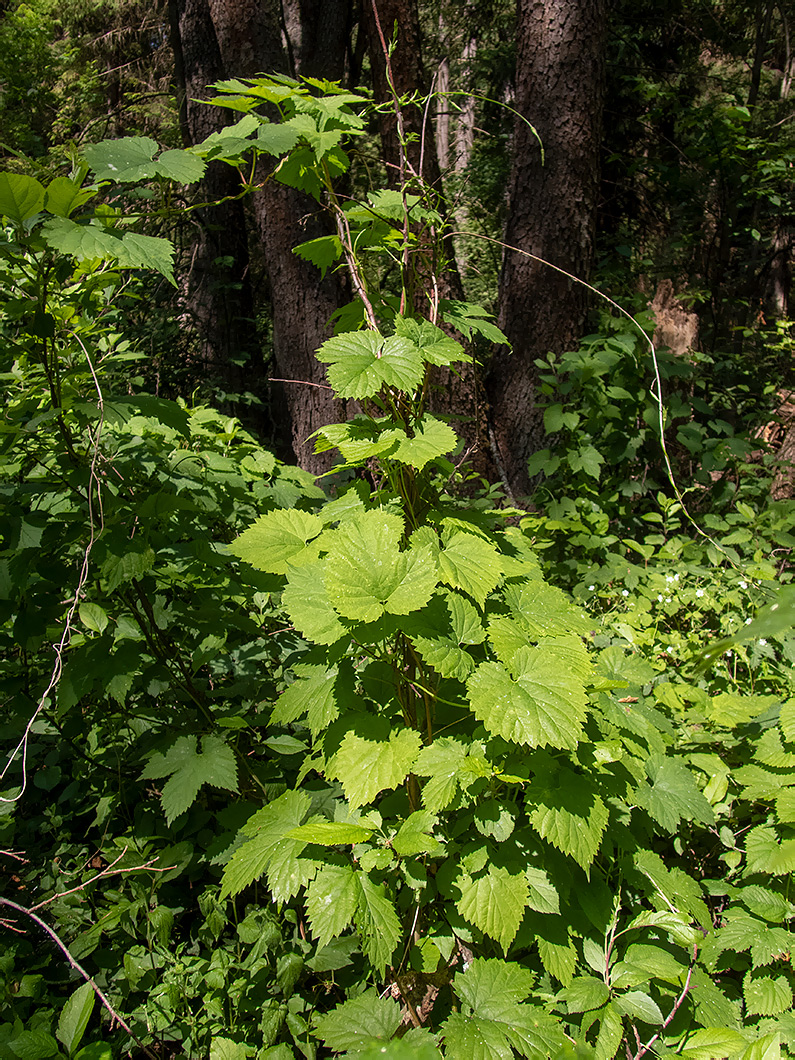 Image of Humulus lupulus specimen.