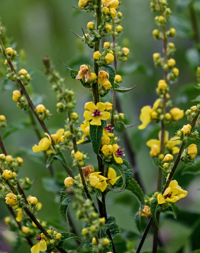 Image of Verbascum marschallianum specimen.