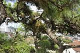 genus Pinus. Часть скелетной ветви. Вьетнам, провинция Ламдонг, г. Далат, отель-музей \"Crazy House\". 06.09.2023.