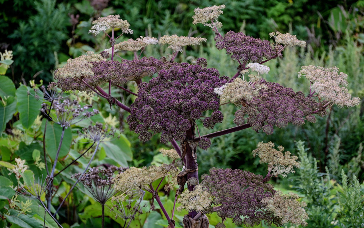 Image of Angelica ursina specimen.