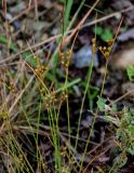 genus Juncus. Верхушки побегов с соплодиями. Сахалин, г. Южно-Сахалинск, горнолыжный комплекс \"Горный воздух\", опушка смешанного леса, каменистый склон. 11.08.2023.