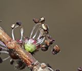 Ulmus macrocarpa