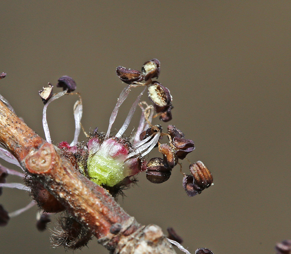 Изображение особи Ulmus macrocarpa.