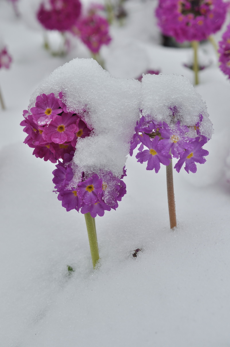 Image of Primula denticulata specimen.