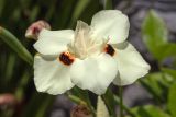 Dietes bicolor. Цветок. Израиль, г. Бат-Ям, в культуре. 22.04.2024.