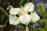 Dietes bicolor