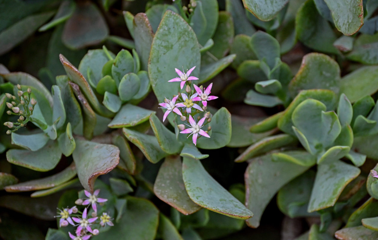 Изображение особи Crassula ovata.