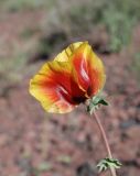 Glaucium elegans