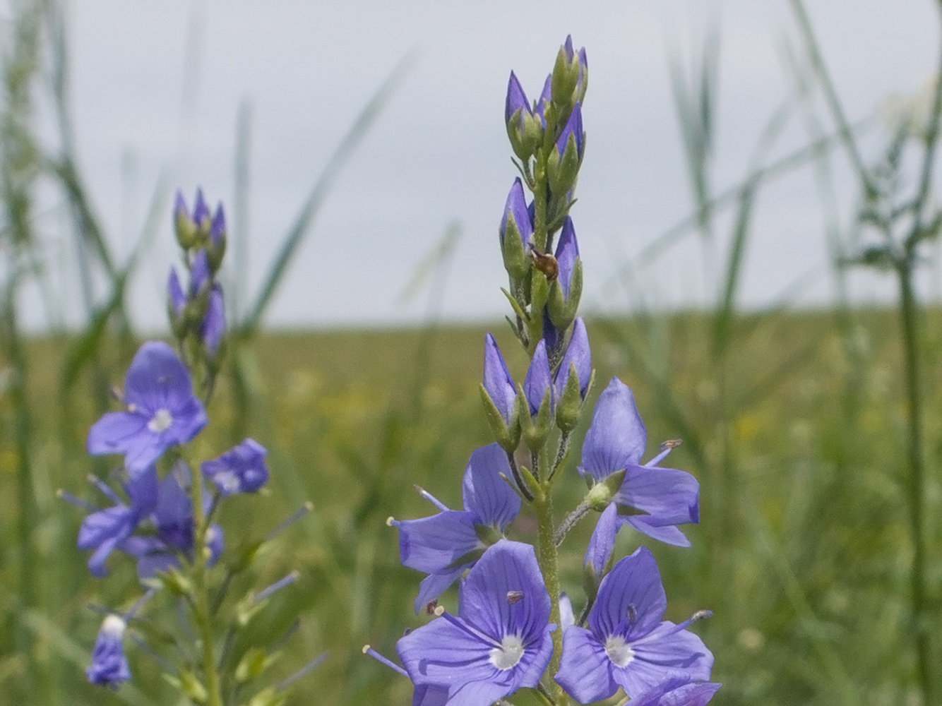 Image of Veronica teucrium specimen.