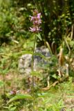 Betonica betoniciflora