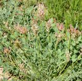 Astragalus platyphyllus