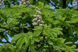 Aesculus hippocastanum. Верхушка ветви с соцветием. Брянская обл., г. Брянск, в культуре. 03.05.2024.