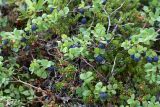 Vaccinium uliginosum подвид microphyllum. Плодоносящие растения в горной тундре. Кольский п-ов, Хибины, вост. подножье горы Тахтарвумчорр. 12.08.2010.