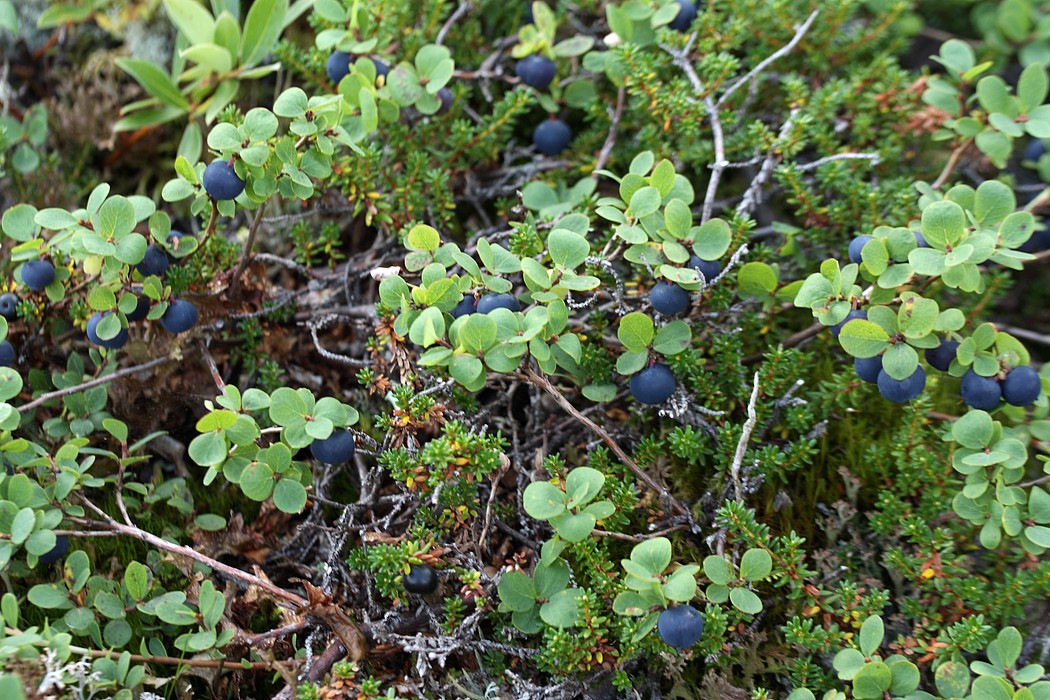 Image of Vaccinium uliginosum ssp. microphyllum specimen.