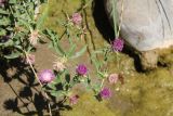 Centaurea iberica