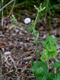 Sonchus oleraceus. Верхушка побега с отцветшими соцветиями и соплодием. Московская обл., окр. г. Железнодорожный, долина р. Чёрная, окраина ивняка. 26.08.2024.