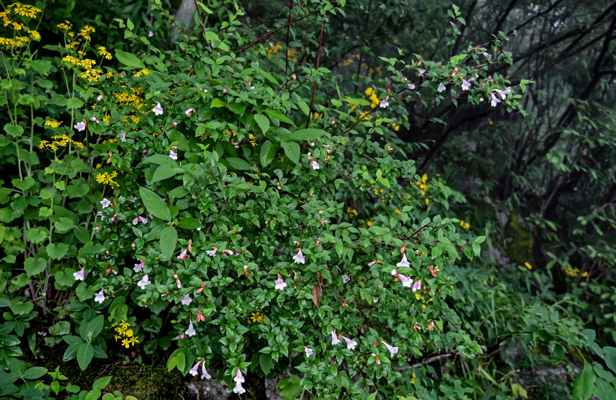 Изображение особи Abelia uniflora.
