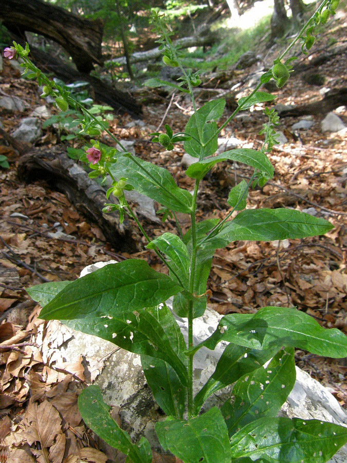 Image of Cynoglossum germanicum specimen.