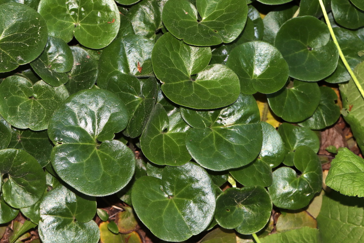 Image of Asarum europaeum specimen.