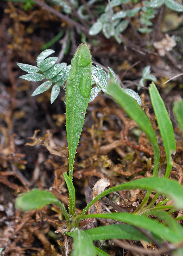 Image of Parrya nudicaulis specimen.