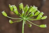 Bunium intermedium
