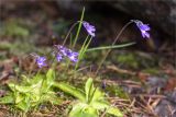 Pinguicula vulgaris. Цветущие растения. Карелия, восточный берег оз. Топозеро, низкий каменистый заболоченный берег. 05.07.2024.