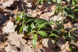 Vinca minor. Побеги. Санкт-Петербург, Старый Петергоф, парк \"Сергиевка\", цветник с элементами рокария и альпийской горки. 23.03.2025.