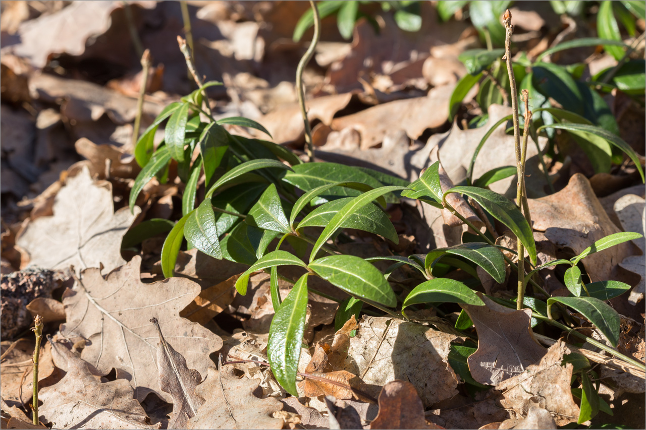 Image of Vinca minor specimen.