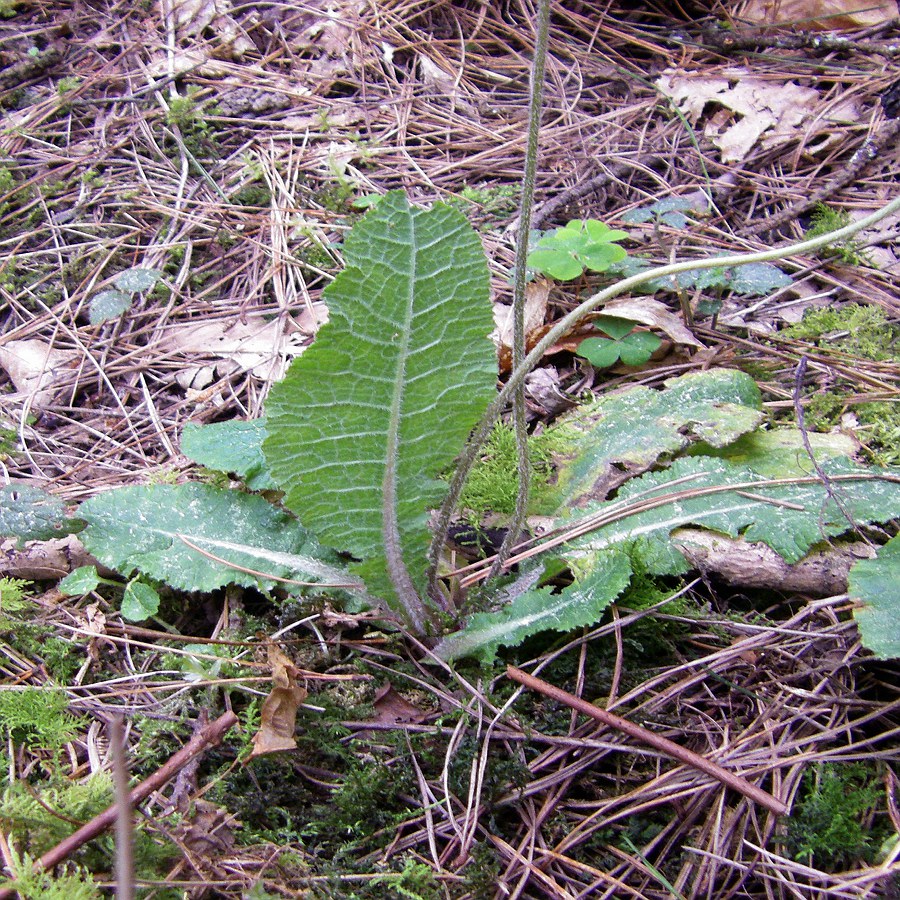 Изображение особи Primula elatior.