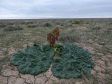 Rheum tataricum