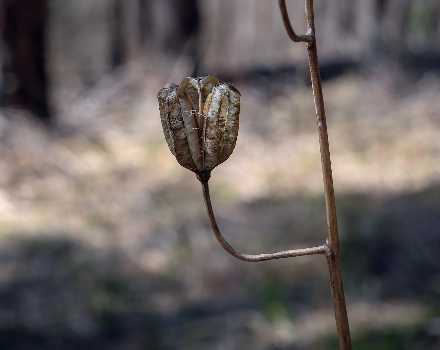 Image of Lilium pilosiusculum specimen.