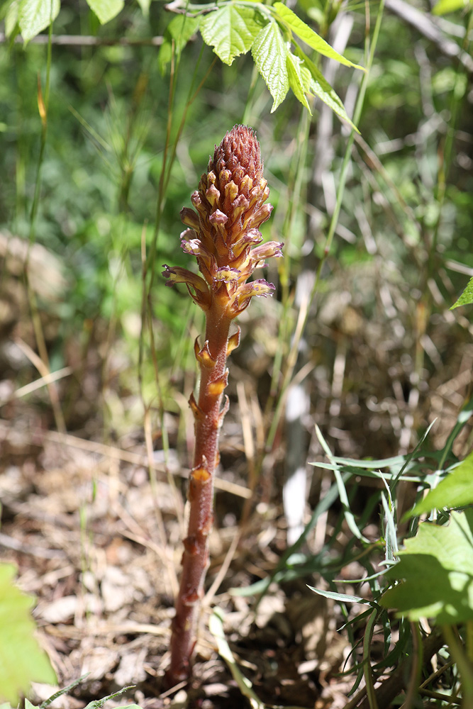 Image of Orobanche grenieri specimen.