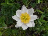 Trollius komarovii