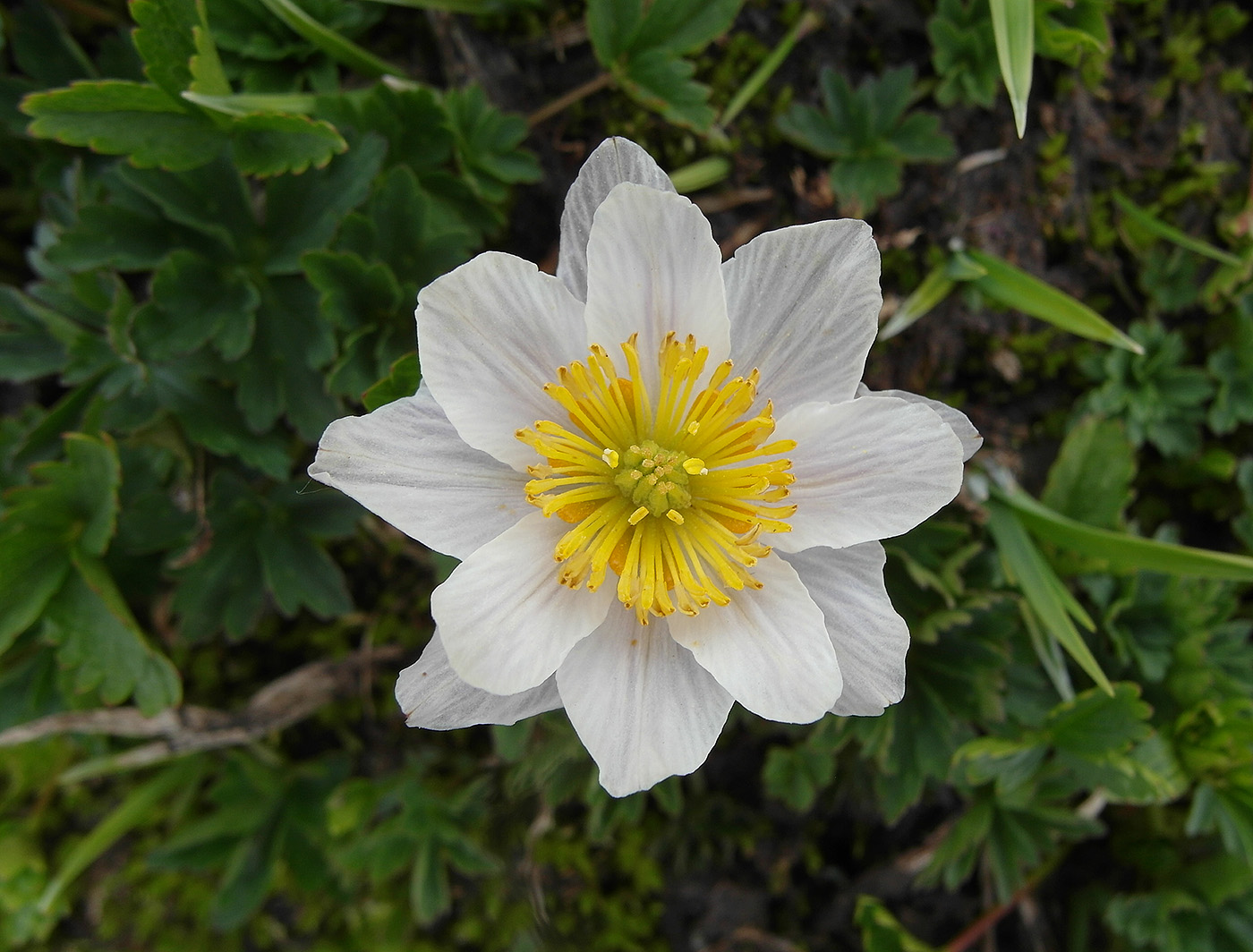 Image of Trollius komarovii specimen.