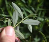 род Salix