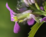 Photo genus Clausia
