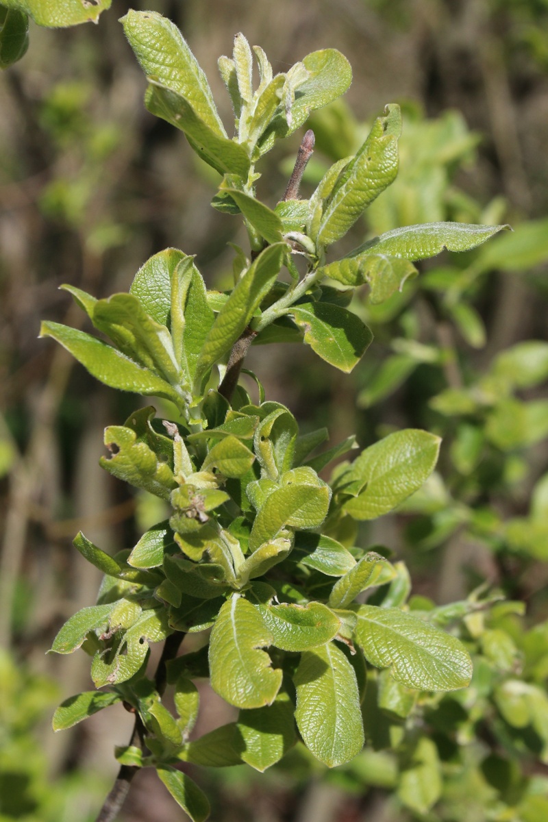 Image of Salix cinerea specimen.